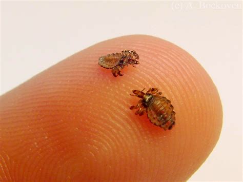 rwihau dog lice