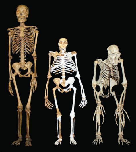 Blog Sin Dioses: Australopithecus sediba: Una pieza más en el ...