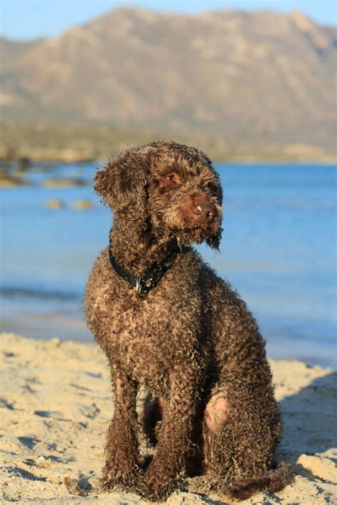Water Dog Breeds | The Smart Dog Guide