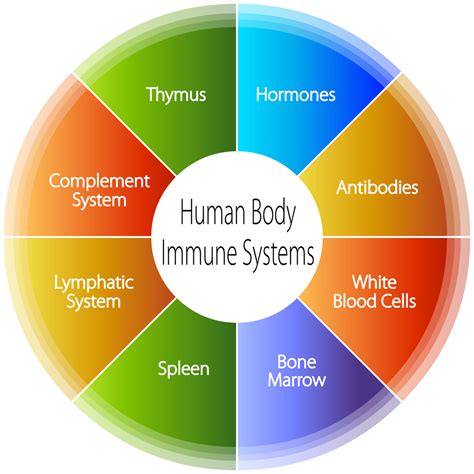 An image of a human body immune systems chart. - Jon Lieff, MD