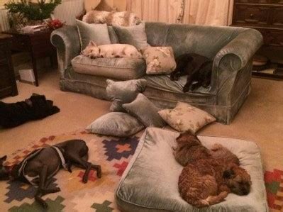 how to get mutt back after sending home