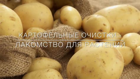 Картофельные Очистки- Лакомство для Растений! - YouTube