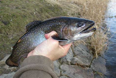 Siven americký (Salvelinus fontinalis) - Atlas ryb - Chytej.cz