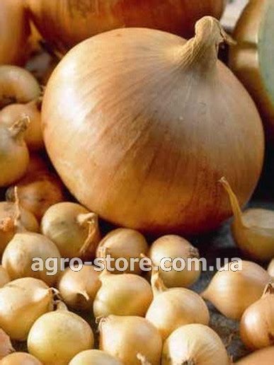 Голландия - Лук Штутгарден Стенфилд (1 кг) - Купить семена, товары для ...