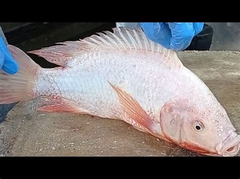 Delicious Tilapya Fish Cutting Skills - YouTube