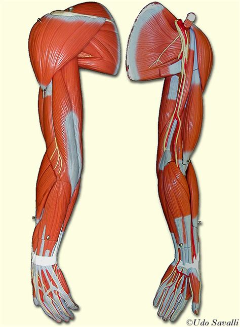 muscles   arm diagram quizlet vrogueco
