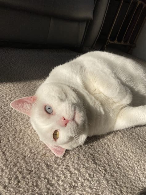 Prince Snowball Benedict MeowMeow the 1st… : r/cats