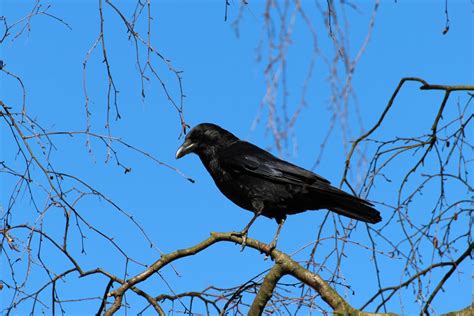 Le corbeau, l’un des plus intelligents du règne animal – Veranis