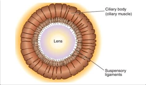 lens  ciliary body seeley rr stephens td  tate p