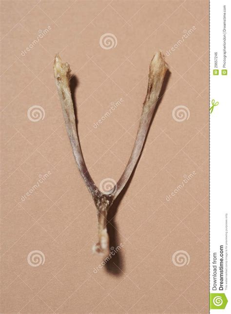 wishbone stock photo image  background brown hope