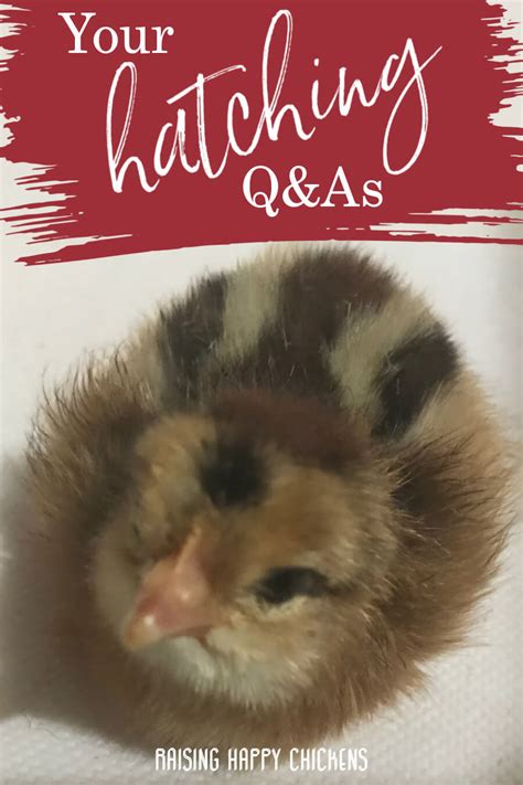 Hatching baby chicks: your most common questions, answered.