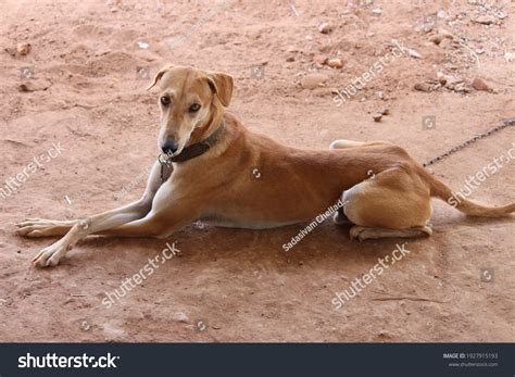 156 Kanni Images, Stock Photos & Vectors | Shutterstock