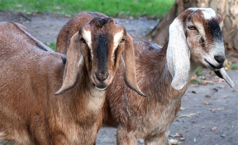 goat farming   philippines goat breeds agri farming