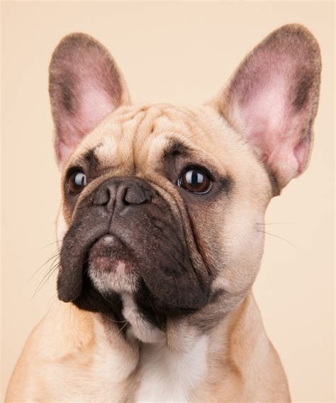 french bulldog breed information center  complete frenchie guide