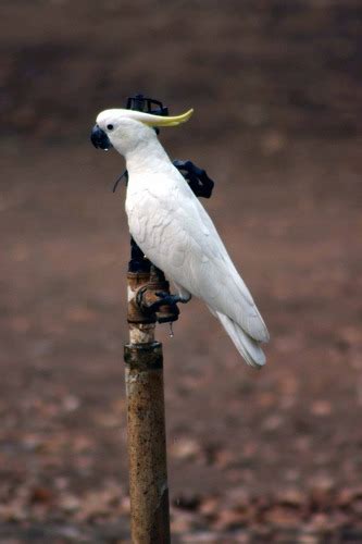 Kakadu Foto & Bild | australia & oceania, australia, northern territory ...