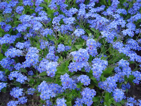 Myosotis - Alchetron, The Free Social Encyclopedia