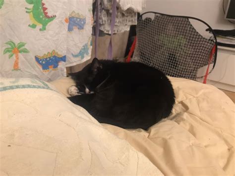 Кот Портос нашел дом