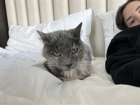 @veronicaperasso on Twitter: "Cat daddy’s? https://t.co/VwZko0tIPS