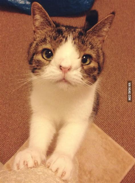 Cat with down syndrome - 9GAG