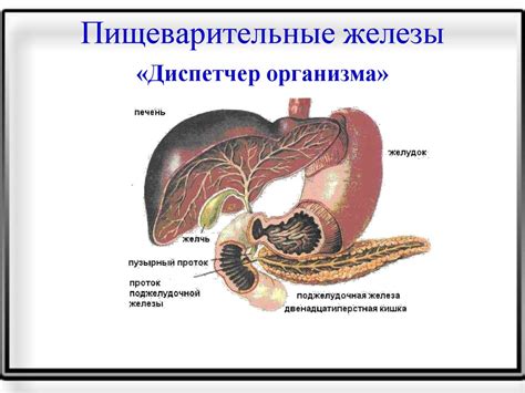 Система пищеварения - презентация онлайн