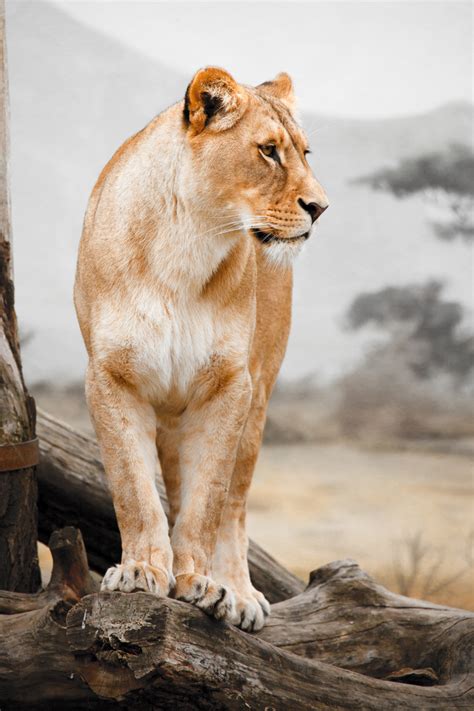 lioness profile  stock photo public domain pictures