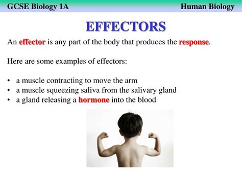nervous system powerpoint    id