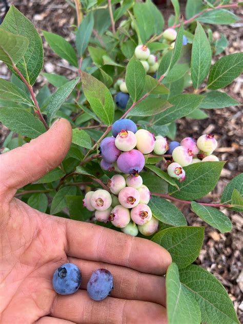 chandler blueberry plant local pickup   shipping  farm