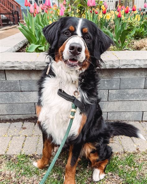 Leah the berner & Luna the golden | this and unlimited greenies 🐶