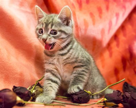 European Shorthair Cat Pictures and Information - Cat-Breeds.com