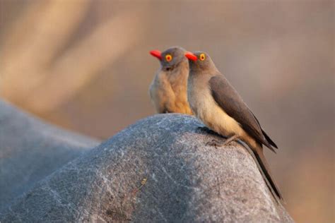 15 Beautiful Birds With Red Beaks (With Pictures)