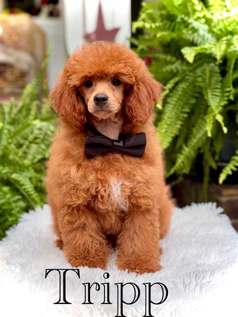 Poodles – The Southern Doodle Dog