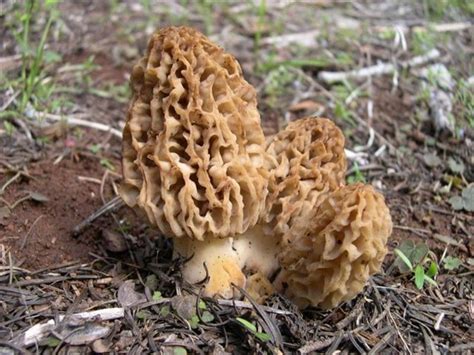 Сморчок съедобный (Morchella esculenta) фото и описание