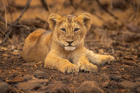 Asiatic Lion cub Portrait - Francis J Taylor Photography