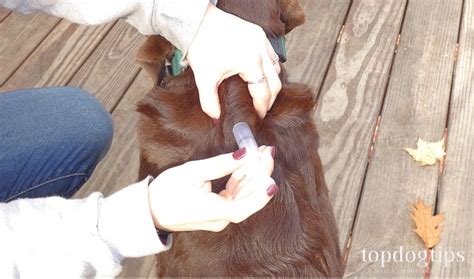 how to inject medication into dog skin