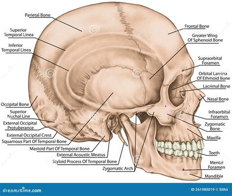 BOARD Skull, lateral view stock illustration. Illustration of ...