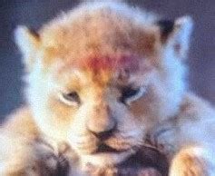 Create meme "The lion cub is small, cute lion cubs, lion king 2019