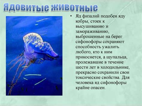 Строение гидры - презентация онлайн