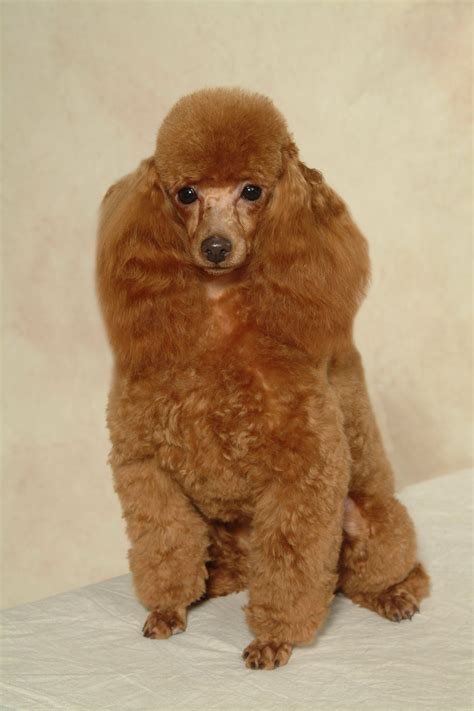 Corte Poodle | FormatoAPA.com: Reglas y Normas APA