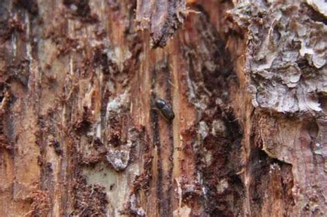Короед-стенограф или шестизубый короед (Ips sexdentatus)