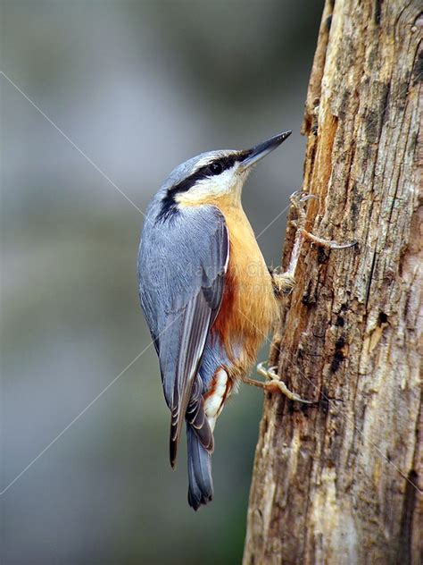 Ptice - bird - Rumenoglavi kraljiček- najmanjši evropski ptiček - Foto ...