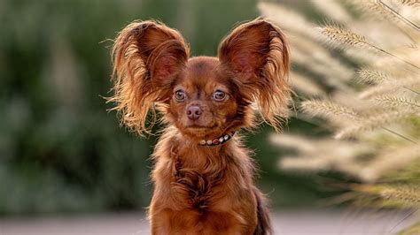 What Is The Name Of The Dog In Russia