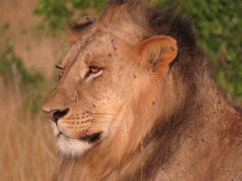 Lion Kenya Wildlife - Free photo on Pixabay - Pixabay