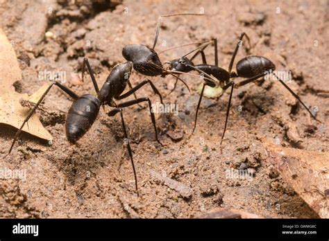 ants    species  differing appearances interact stock