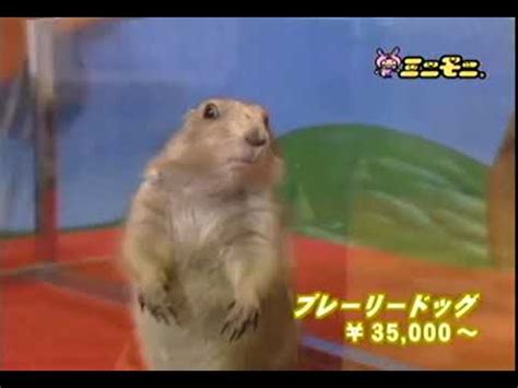 Surprised Gopher