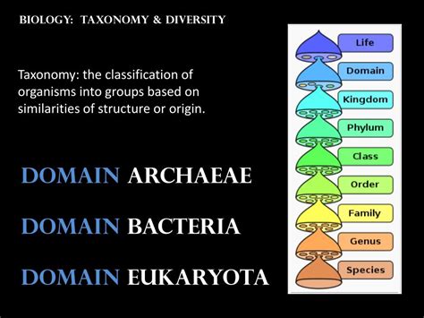 biology taxonomy diversity powerpoint