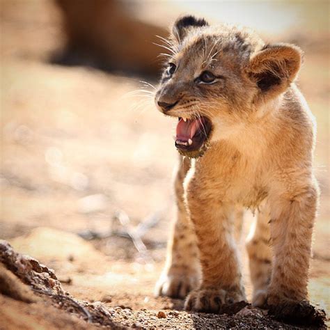 The King of the Jungle - Lion cub by Ryan Jack [918x918] : r/AnimalPorn