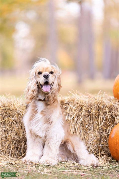 Buff American Cocker - Stud Dog in Michigan, the United States | Breed Your Dog