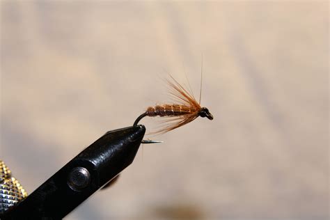 Fly fishing in Finland: Fly fishing for big whitefish