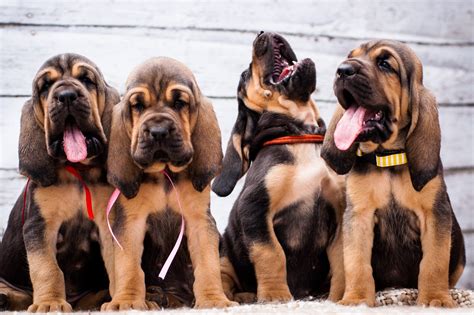 bloodhound dog costume 3