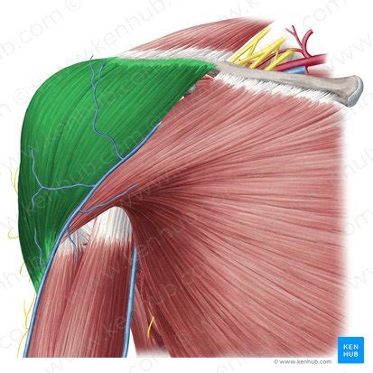 Deltoid muscle: Origin, insertion, innervation, function | Kenhub